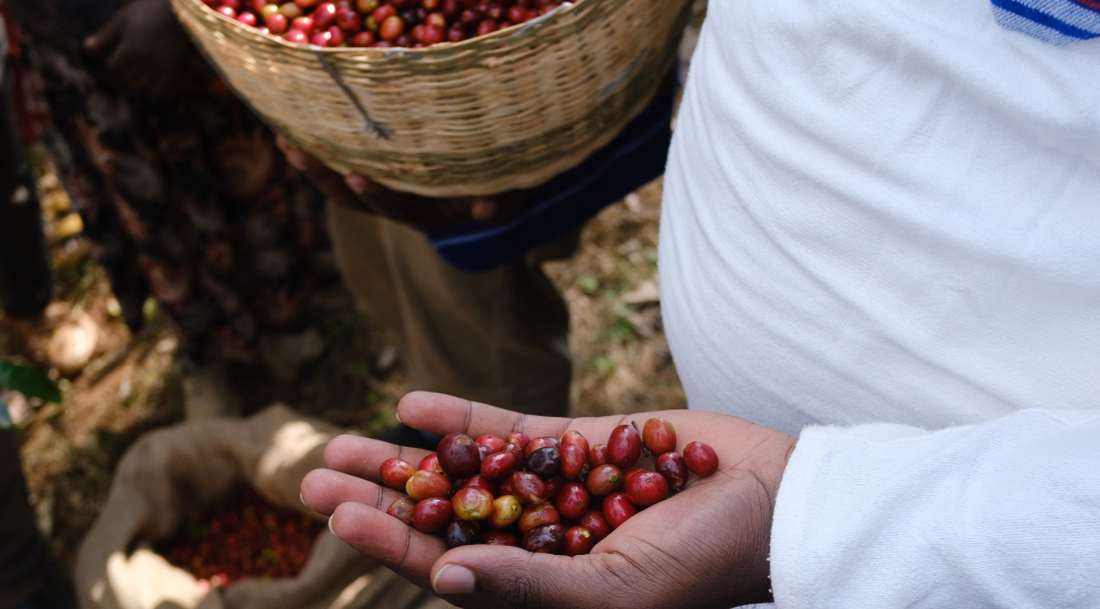 Terroir Yirgacheffe Gedeo Etiopia