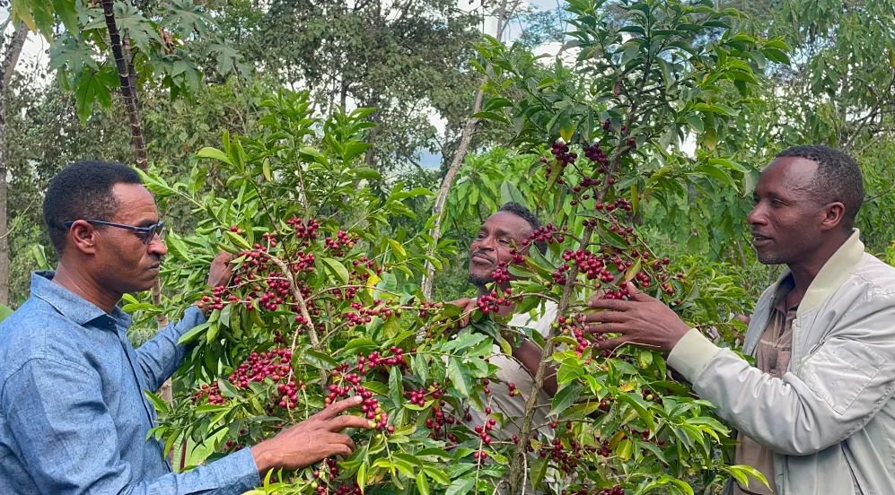 Tariku Tare, gestore delle farm di Bildimoo Bensa Etiopia