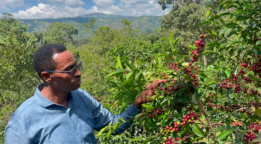 Piccoli produttori del caffè Bildimoo Bensa Bombe, Etiopia