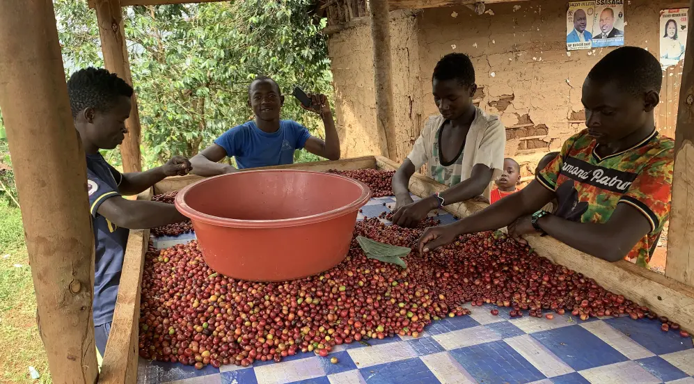    LALA SALAMA - Uganda Decaf
