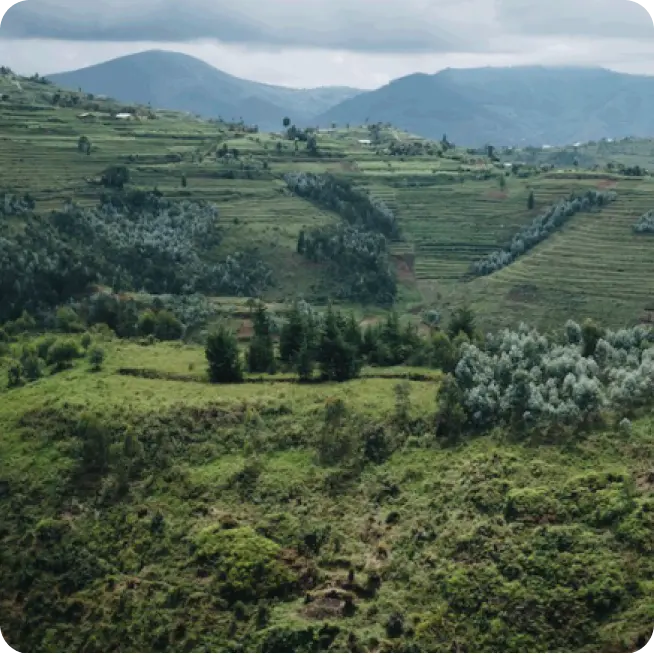GASHARU - Rwanda Lavato