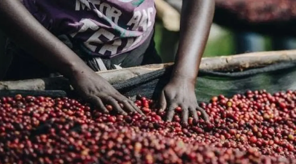 Cooperativa Simbi Rwanda - donne agricoltrici