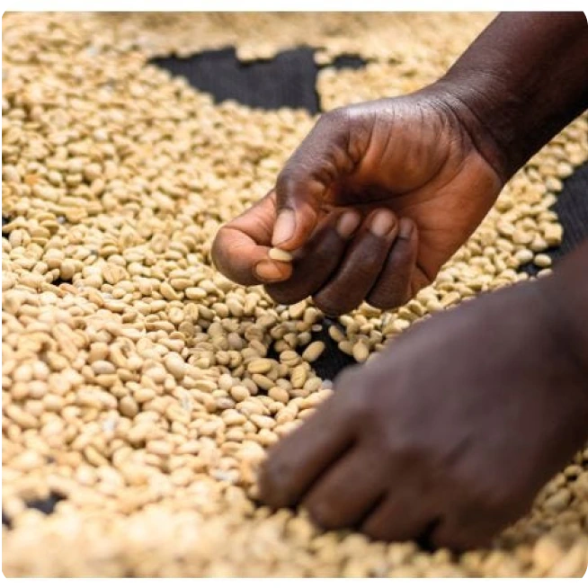 KAKINDU PEABERRY - Kenya Washed