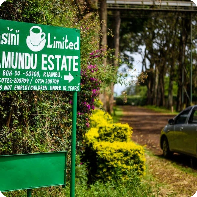 KAKINDU PEABERRY - Kenya Washed