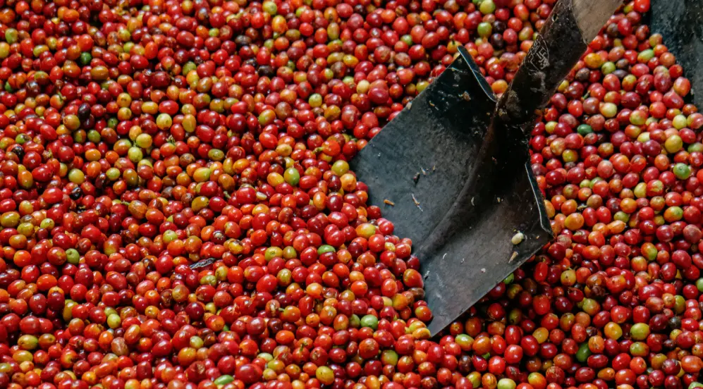  KARAMBI - Rwanda Lavato