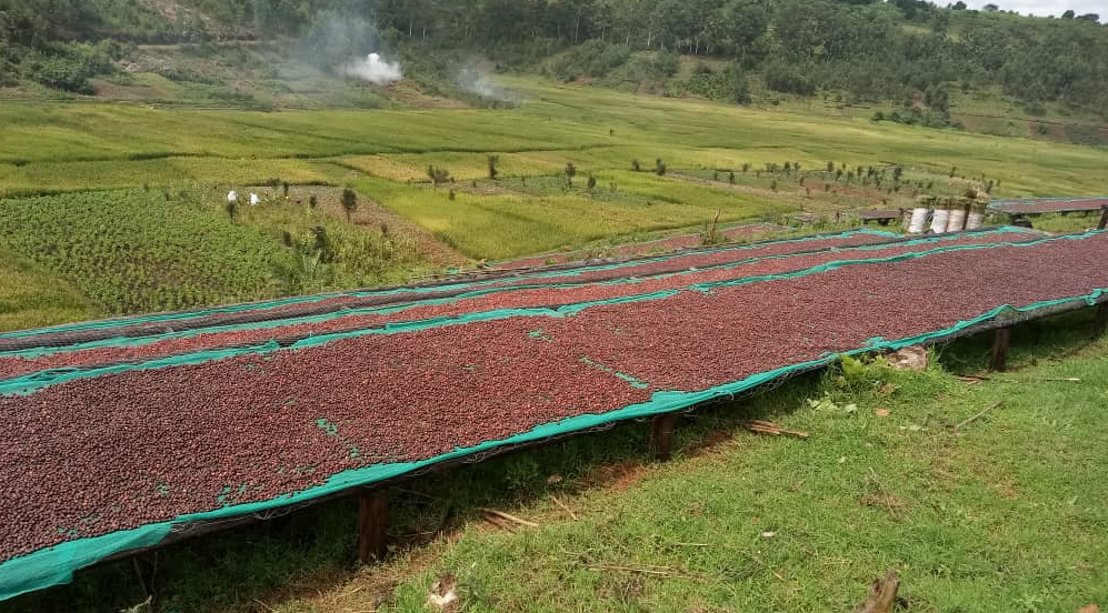 Cooperative agricoltori Kavuwuma Burundi