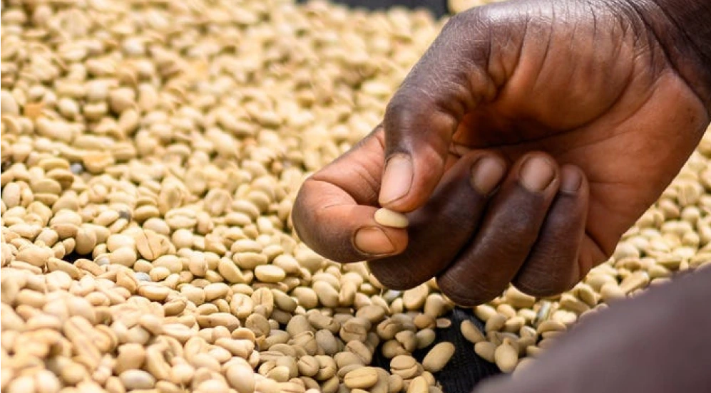 GASHARU - Rwanda Washed